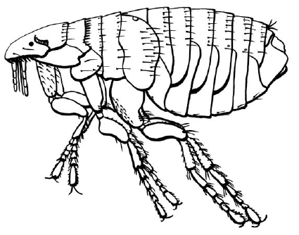 Bites from fleas like this one are typically responsible for transmitting the bubonic plague to humans.