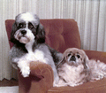 16-year-old blind Pekingese and "guardian" on a chair in Sarasota, Florida.