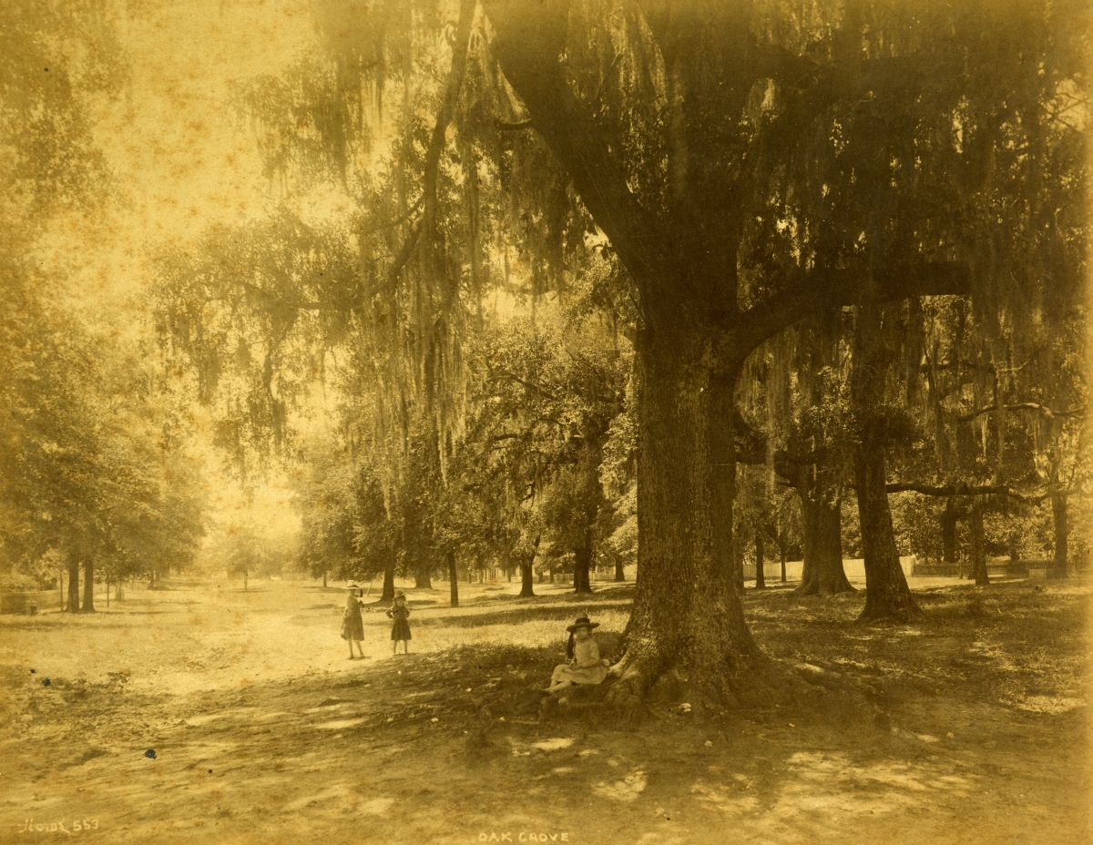 Three girls in the oak grove.