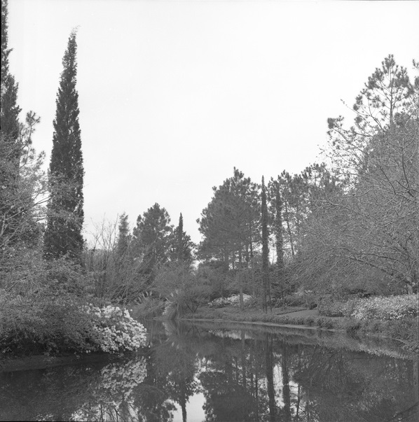 Scenic view along lake at the Killearn Gardens State Park in Tallahassee, Florida (1959).