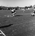 #83 Bill "Red" Dawson being tackled during FSU football game in Tallahassee against Virginia Tech University.