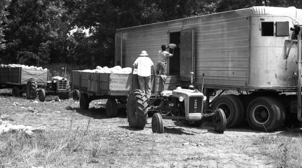 Workers loading a truck with watermelons in Jefferson County (1965).