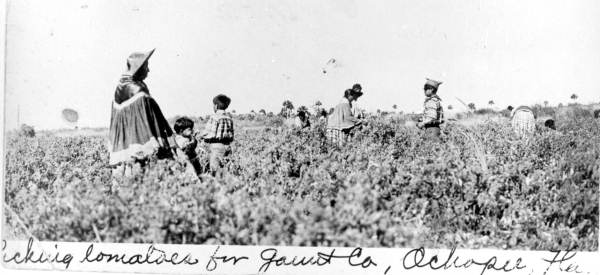 Seminole workers in the tomato fields of the J.T. Gaunt Company - Ochopee (circa 1930s).