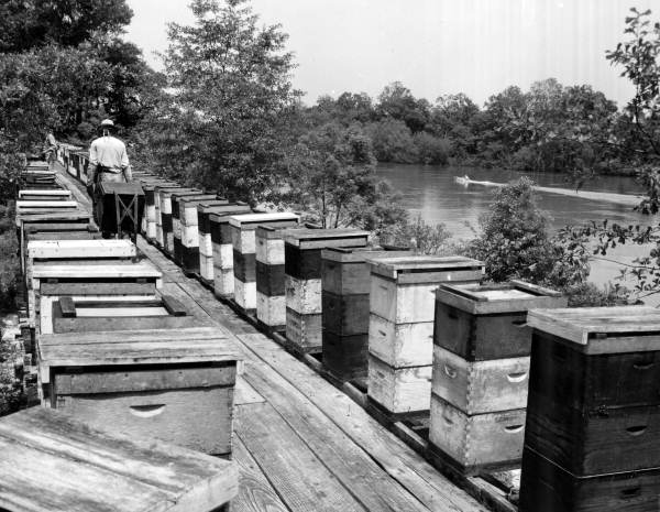 Tupelo honey beehives at Whitfield Apiaries in Wewahitchka, Florida, 1960