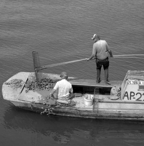 Oystermen at work harvesting oysters in Apalachicola, Florida.
