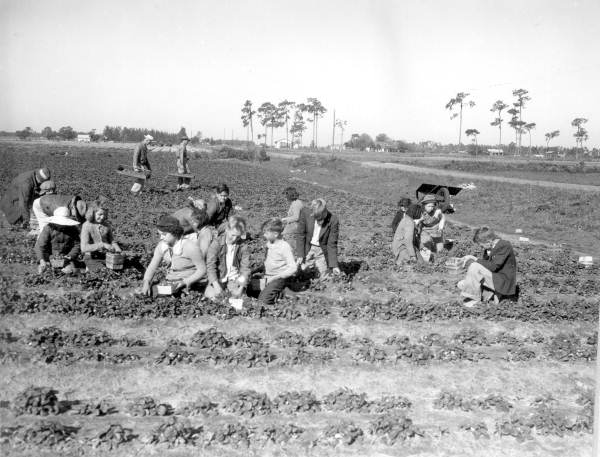 Children and adults picking strawberries in Plant City (1946).