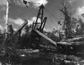 A crane loading cypress logs onto a railroad car - Copeland, Florida