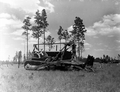 A bulldozer hauling pine stumps to a mill of Newport Industries, Inc. - Pensacola, Florida.