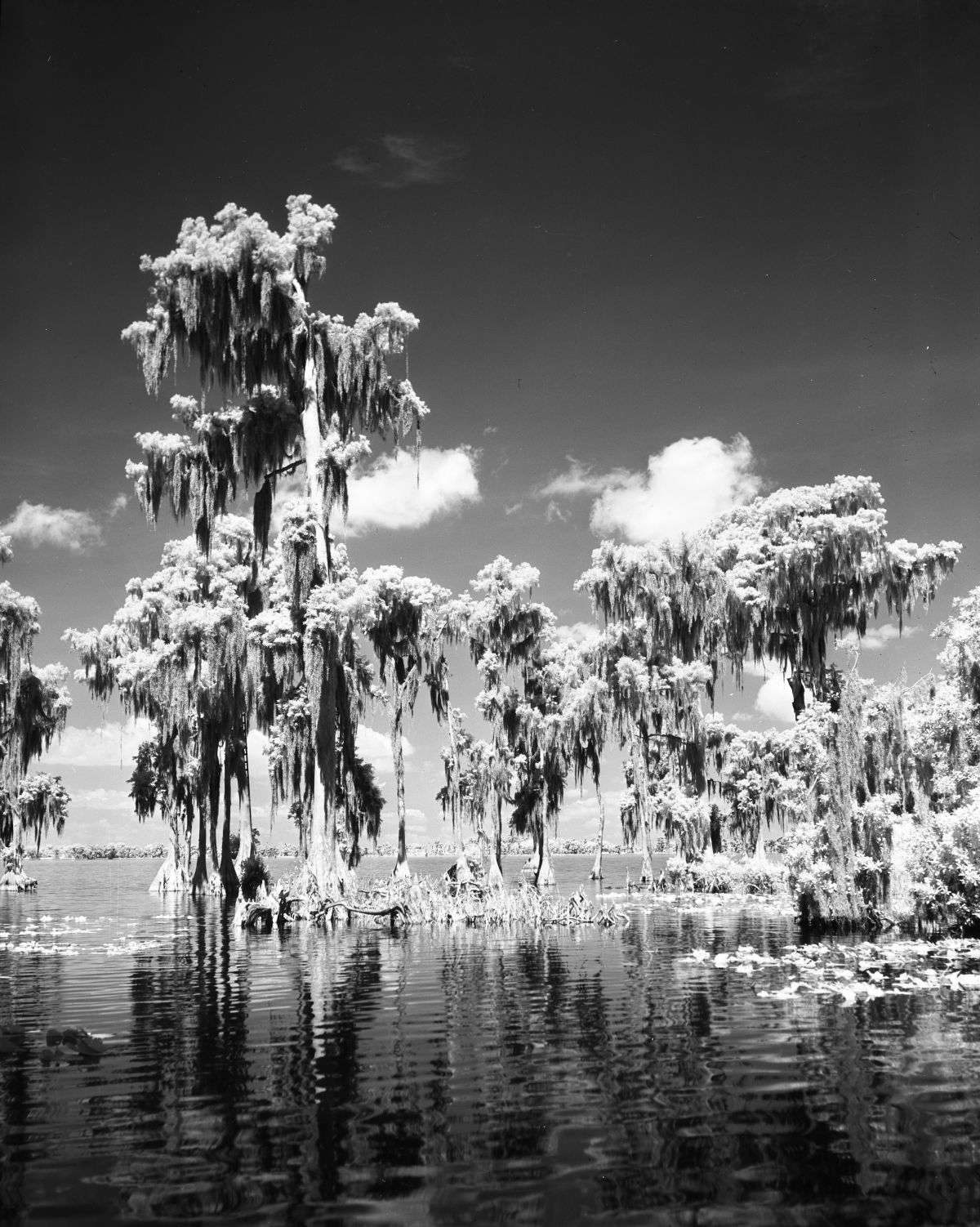 Cypress Trees in the water, June 1951