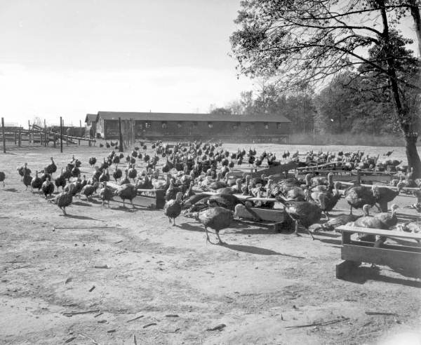 Turkeys feeding at the Tot's Tender Turkey Farm (1952).