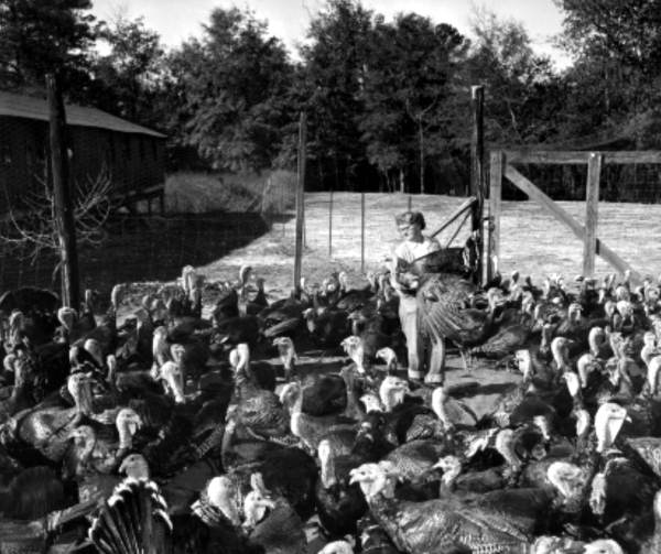 Mrs. W.G. Butler with turkeys at the Tot's Tender Turkey Farm, Havana (1952).