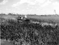 Airboat tour during an Inter-American conference - Palm Beach, Florida