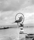 Flipper (Mitzi) leaping through hoop - Marathon, Florida.