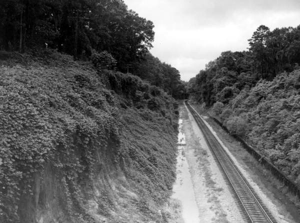 Kudzu vines growing on an embankment along a railroad near Tallahassee (1961).