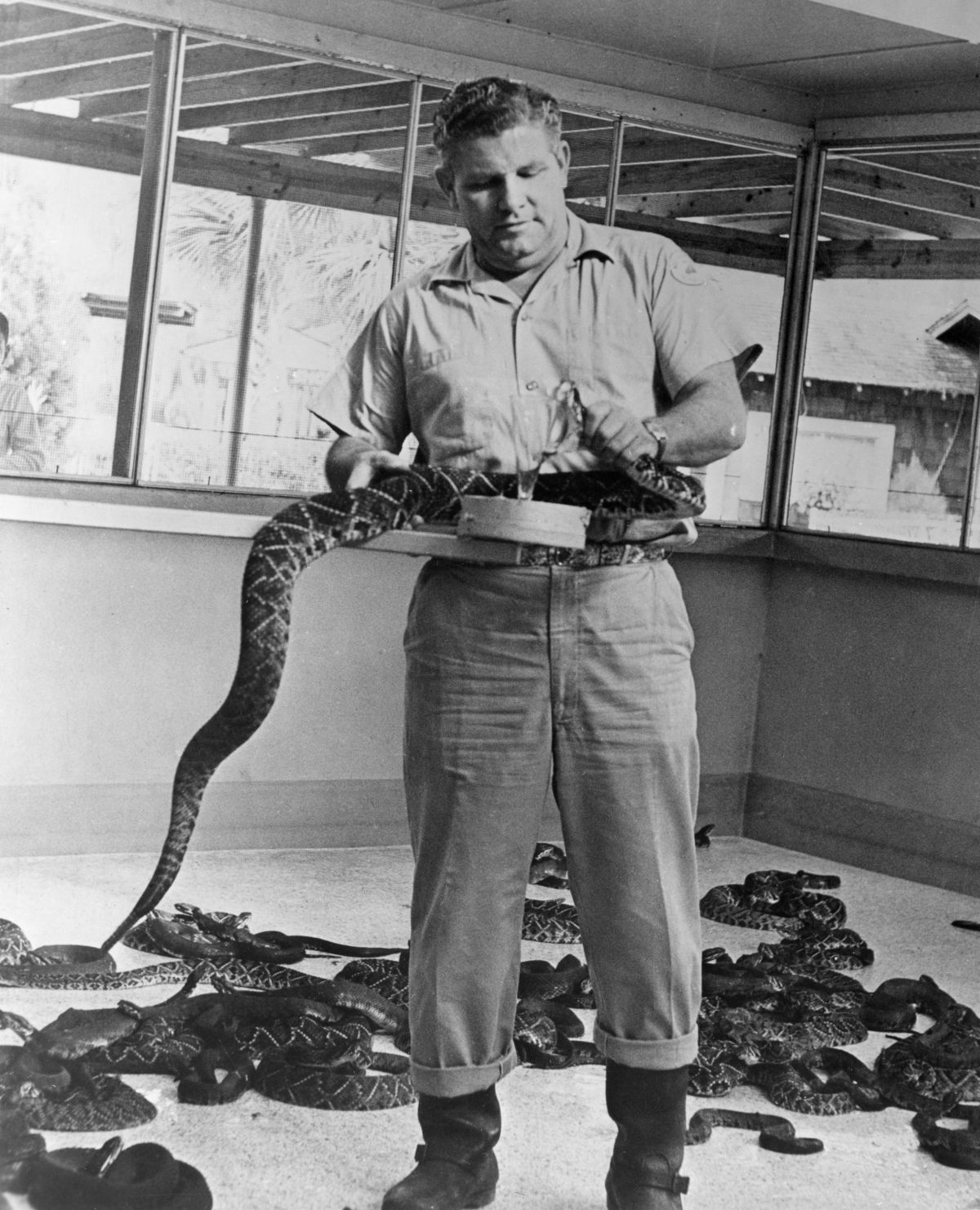 Ross Allen milking a rattlesnake for its venom, which could then be used to create anti-venom and conduct research (circa 1940s).