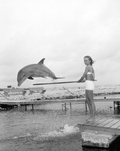 Flipper (Mitzi) performing at Santini's Porpoise School - Marathon, Florida.