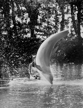 Flipper flips for aquamaid Laura Singer at the Miami Seaquarium.