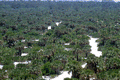 Bird's eye view overlooking part of the Caladesi Island State Park from an observation tower - Dunedin, Florida