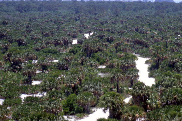Bird's eye view overlooking part of the Caladesi Island State Park from an observation tower - Dunedin, Florida