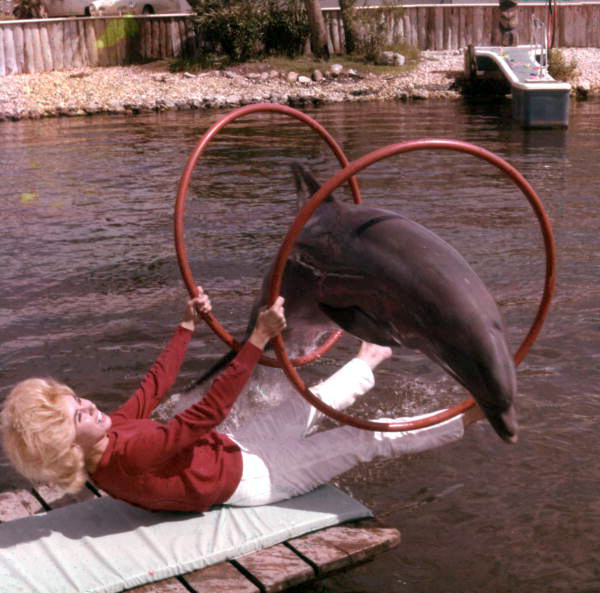 Porpoise jumps through a pair of hoops over a trainer's lap at Floridaland (1960s).