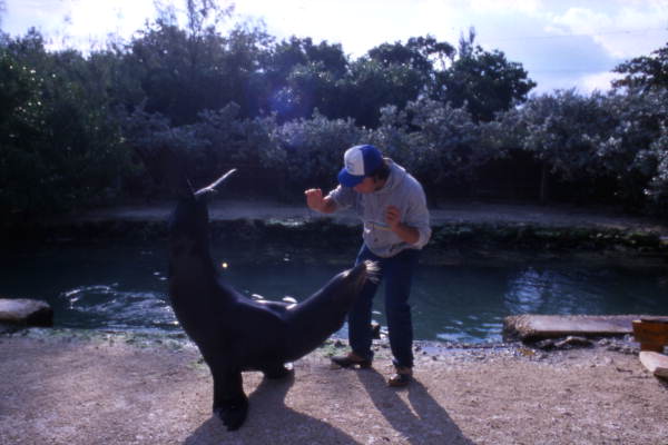 Animal trainer with seal at the "Theater of the Sea" marine mammal park in Islamorada, Florida.