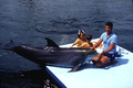 Animal trainer and children petting a dolphin at the "Theater of the Sea" marine mammal park in Islamorada, Florida.