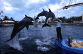 Animal trainer with leaping dolphins at the "Theater of the Sea" marine mammal park in Islamorada, Florida.