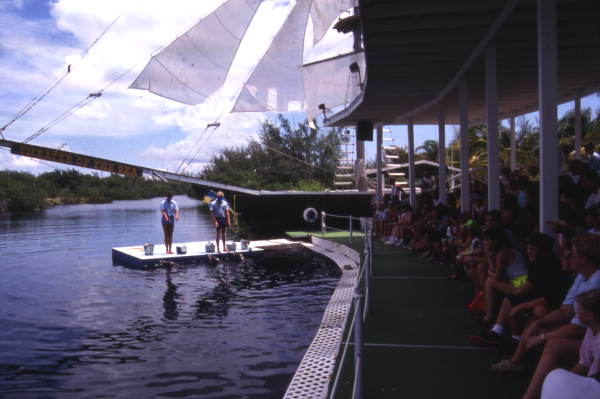 Animal trainers on platform near dolphins during a show at the "Theater of the Sea" marine mammal park in Islamorada, Florida.