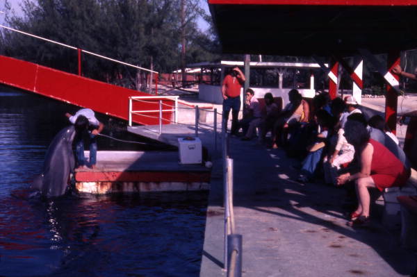 Audience watching dolphin performing with an animal trainer at the "Theater of the Sea" marine mammal park in Islamorada, Florida.