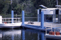 Anhinga on the dock at the Edward Ball Wakulla Springs State Park.