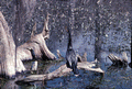 Anhinga at Wakulla Springs.