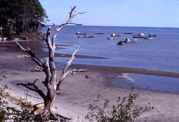 View looking toward fleet of oyster boats at Apalachicola, Florida.