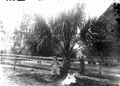 A couple of little girls beneath palm tree - Glenwood, Florida.