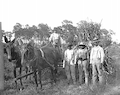 African American agricultural laborers with the team of horses