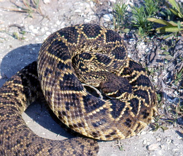 A diamondback rattlesnake in Cedar Key, Florida (2001).