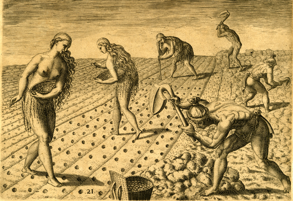 "How they till the soil and plant," from de Bry Grand Voyages (1591) 