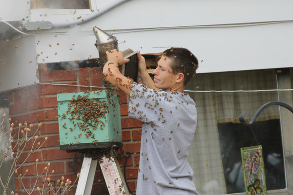 Josh Ray, 21 year old beekeeper from Chattahoochee, removing beehive from eaves of a Tallahassee residence on Vineyard Way, 2014