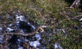 6 1/2' Eastern diamondback rattlesnake (Crotalus adamanteus) at Fisheating Creek.
