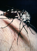 Adult mosquito on human.
