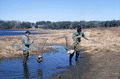 Seminole Jimmy McDaniels and Dale Crider with Canadian Geese (Branta canadensis) captured for banding at Wakulla Springs.