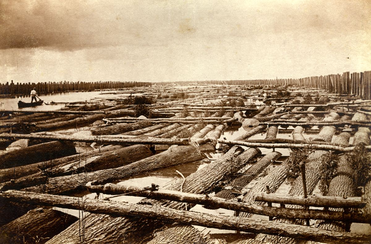 Close-up view of log rafts in a log boom at Apalachicola, Florida.