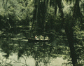 Canoeing through a swamp