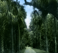 A path through the palms