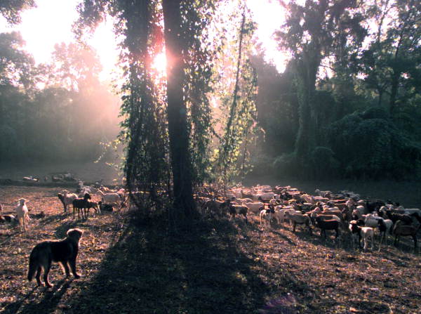 Morning view of dog with a hard of sheep, ca. 2000