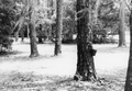 Pine trees that have been tapped to collect turpentine for a project at the Stephen Foster Center in White Springs, Florida.