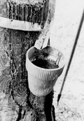 Close-up view showing a pine tree that has been tapped to collect turpentine for a project at the Stephen Foster Center in White Springs, Florida.