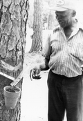 Harry Cooper explaining the turpentining process during a turpentine project at the Stephen Foster Center in White Springs, Florida.