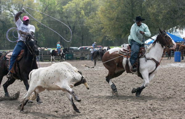 African American cowboys roping a calf at the Little Pig Foot Arena in Williston, Florida, ca. 2000