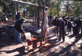 Carcass being hosed down during a hog butchering demonstration at the Renaissance Park Cultural Festival in Marianna, Florida.