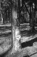 Pine tree that has been cut to extract turpentine.